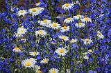 Wild Daisies Amid Lupin_27009